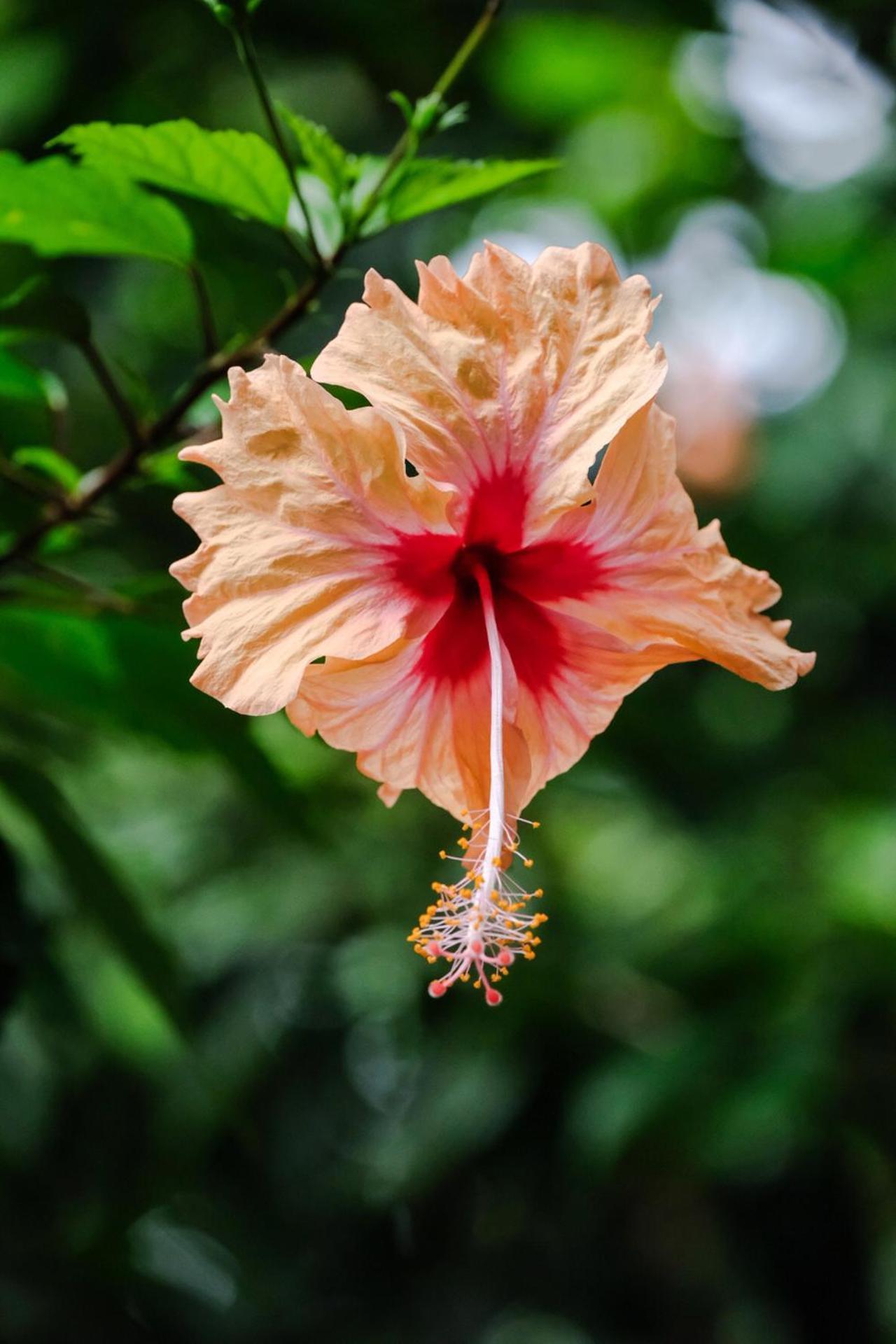 Casa Aldirica Hotel Cahuita Kültér fotó